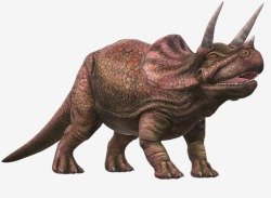 Triceratops